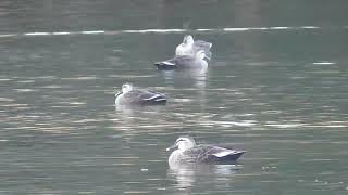 明石公園 剛の池の野鳥