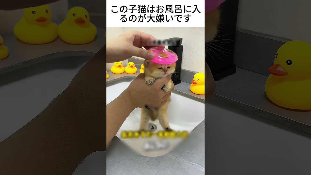 この子猫はお風呂に入るのが大嫌いです
