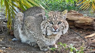 Wild Bobcats Get Tracking Collars