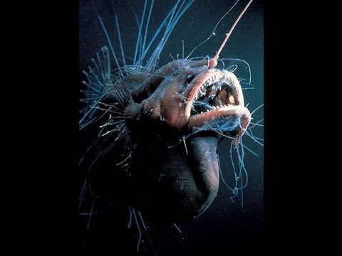 Geschöpfe der Tiefsee Doku deutsch HD