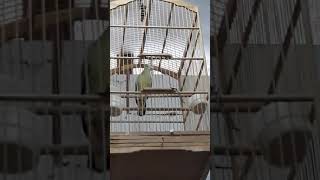Download lagu Burung tekukur hijau mp3 Download lagu Burung tekukur hijau mp3