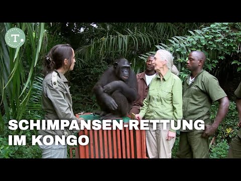 Jane Goodall's legacy: Africa's largest chimpanzee sanctuary in Congo