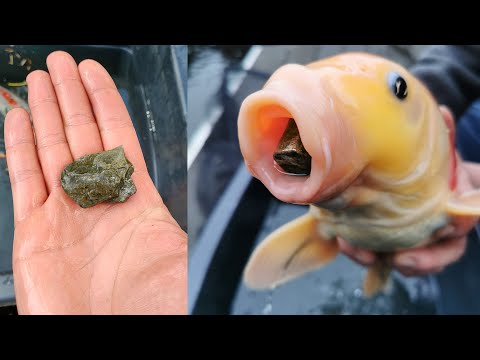 Kies im Koiteich? Vorsicht...