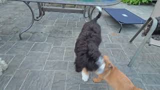 Video preview image #1 Aussiepom Puppy For Sale in Oakhurst, NJ, USA