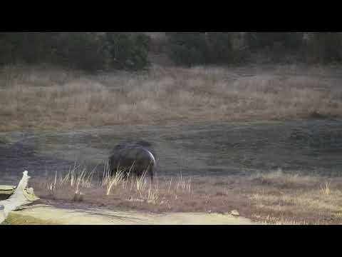 Djuma: Hippo with injured leg leaves the pan - 06:05 - 07/07/19