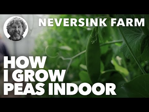 How I grow Peas Indoors