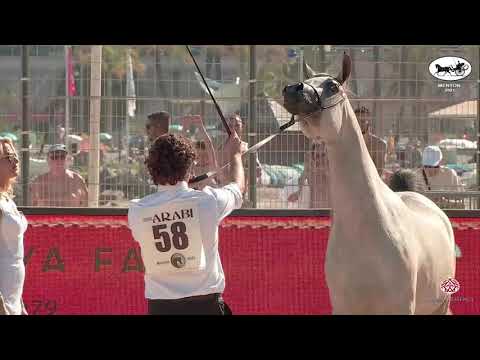 N 58 FAREEDA AL MAR   Mediterranean and Arab Countries AHC   Menton 2021   Fillies 3 Years Old Class