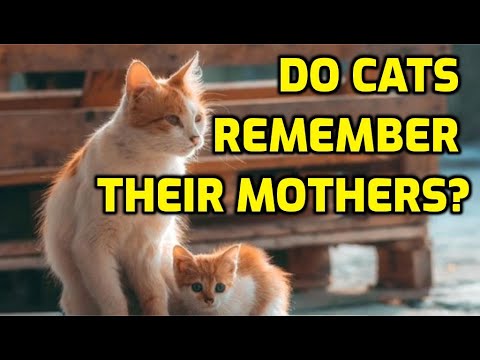 Can Cats Recognize Their Mother After Being Separated?