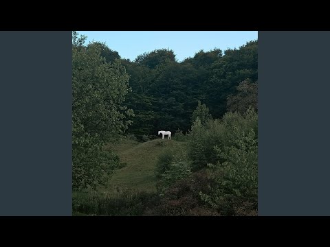 a lonely white horse in the meadow