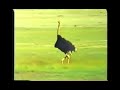 O Is For Ostrich