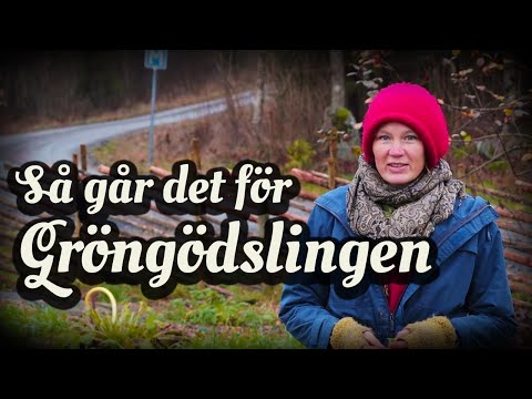 Uppdatering: Gröngödsling och plasttäckt majsbädd