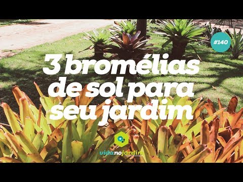 3 bromélias de sol para seu jardim
