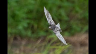 部分白化のツバメ(動画あり)