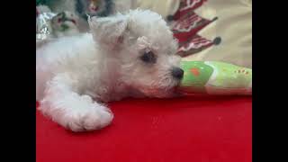 ビションフリーゼの動画01