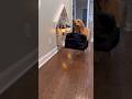 My Dogs Ran Away