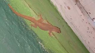 Download lagu suara cicak untuk pikat cicak gacor, cicak mau menangkap semut mp3 Download lagu suara cicak untuk pikat cicak gacor, cicak mau menangkap semut mp3