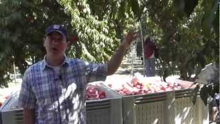 preview picture of video 'Markon Live from the Fields, Peach Harvesting, August 16, 2012, Parlier, California'