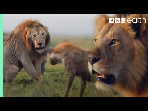 , title : 'ONE HOUR of Amazing Animal Moments | BBC Earth'