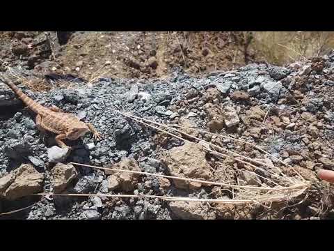 Bradata Agama Emili lovi skakavca