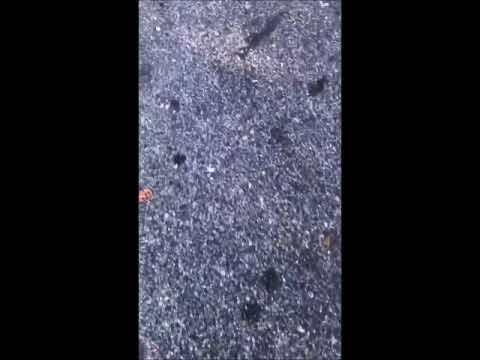 Rapper Beat Down King Tudy Runs BabyDaddy Part 2