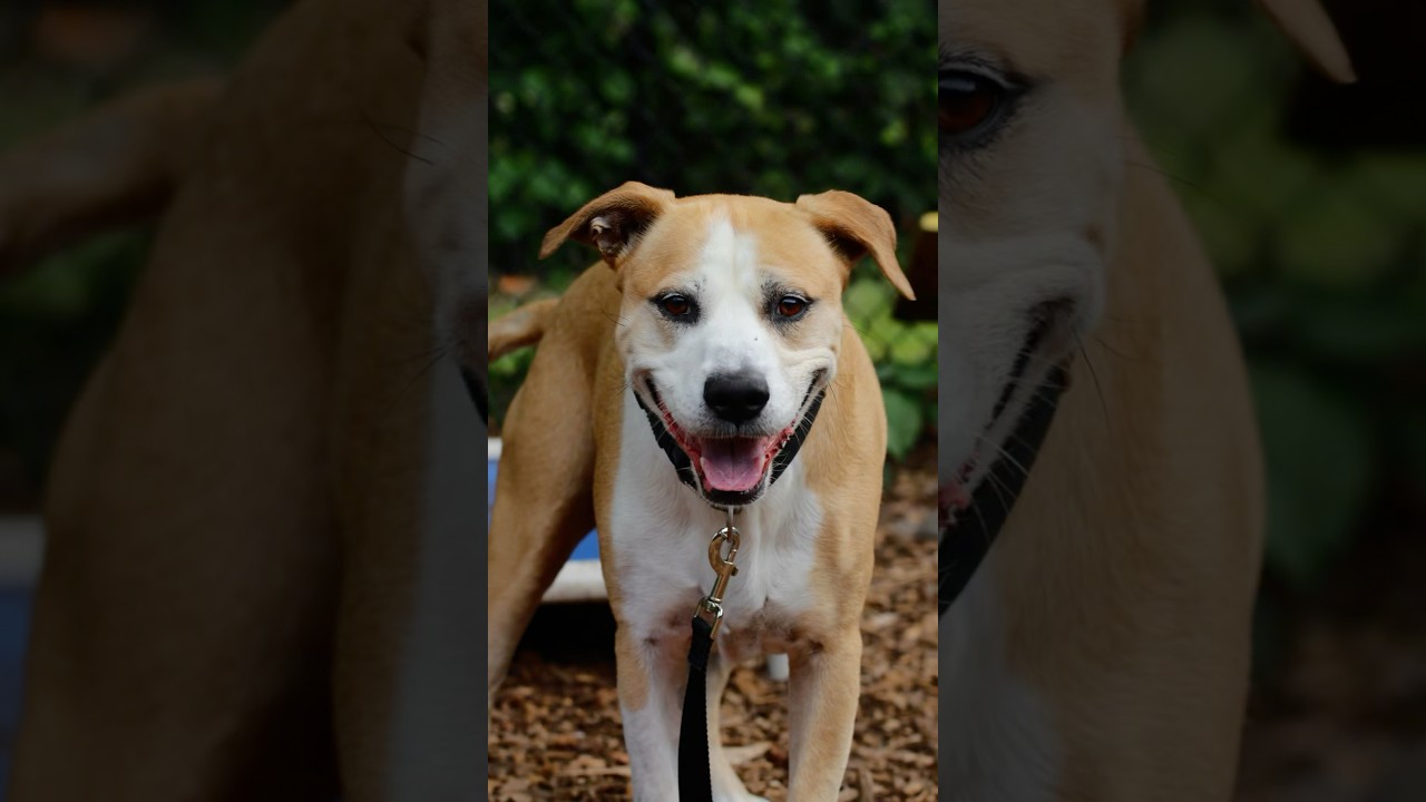 Enlarge Cecil, a Adoptable mixed breed in Briarcliff Manor, NY video 6/6