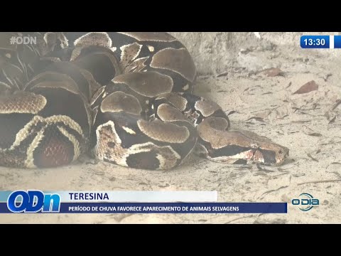 Período de chuva favorece aparecimento de animais selvagens 24 01 2022