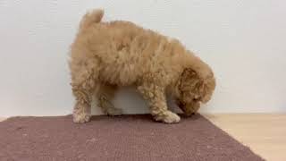 トイプードルの動画01