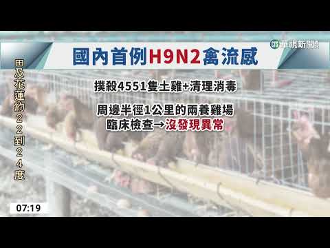 金門首現H9N2禽流感　防檢局急撲殺4551土雞