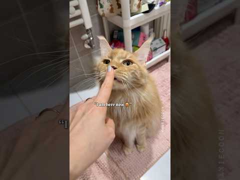 🔊The Nosiest Bathroom Buddy 😸👀 He's Cute Though 🧡 #catmom #lifewithcats #mainecooncat