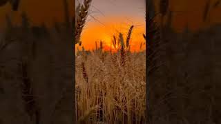 Download lagu 🌾गेहूं कटने की🔥 त्यौरी short# video# whatsapp #status 🌾 mp3