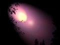 THE YOUNG WEREWOLVES 