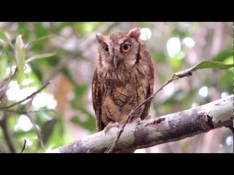 download lagu mp3 mp4 Colombian Screech Owl, download lagu Colombian Screech Owl gratis, unduh video klip Colombian Screech Owl