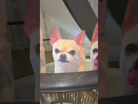 WE SEE OUR DOG EVERYWHERE 😂😨