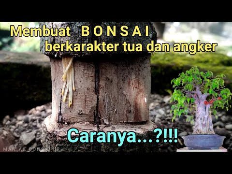 , title : 'Teknik Membuat Bonsai Karakter Tua Dan Angker Pada Bonsai Beringin ( ficus benjamina)'