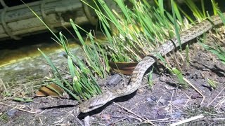 どうしてもヘビが見たいおじさん【2025年 昆虫採集】