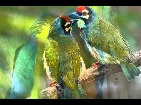 Từ khi yêu anh Sheet - Diệu Hiền