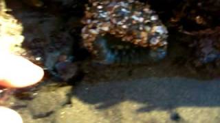 With fronds like these...