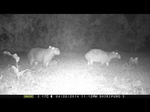 Kapybara veľká (Hydrochoerus hydrochaeris) — pozorovanie v Amazónii