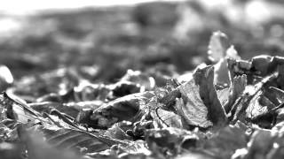 Captivated Lights - Autumn Love (Still Breathing)