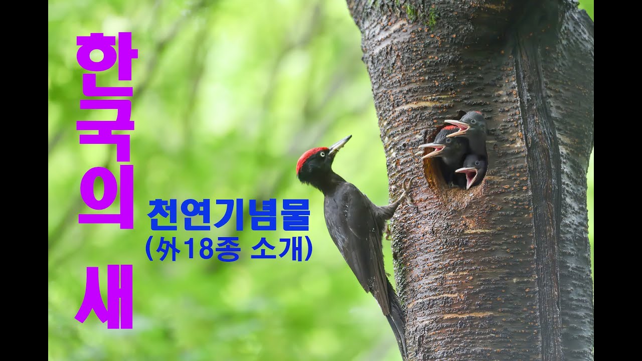 한국의 새 유튜브 썸네일