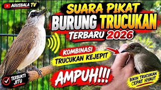 Download lagu SUARA PIKAT TRUCUKAN TERBARU 2026 π₯ Kombinasi Trucukan Kejepit, Bikin Cepat Berdatangan! mp3 Download lagu SUARA PIKAT TRUCUKAN TERBARU 2026 π₯ Kombinasi Trucukan Kejepit, Bikin Cepat Berdatangan! mp3