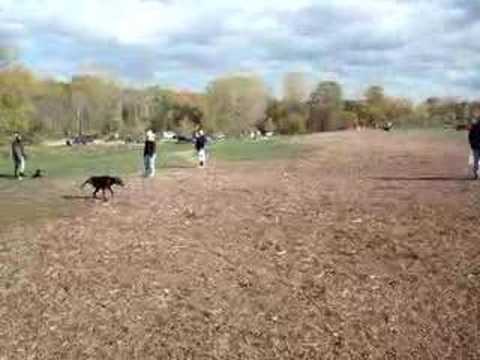 Jack Darling Dog Park