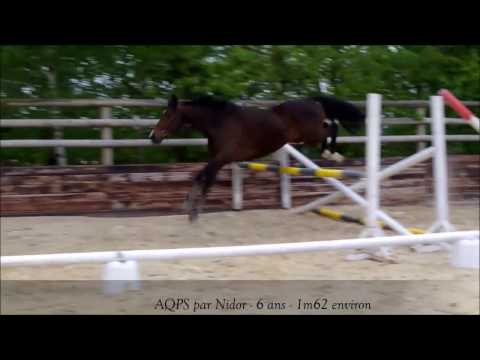 BOUM A LA MOTTE / AQPS par NIDOR 6 ans 1m62 env // Travail sur les barres en liberté