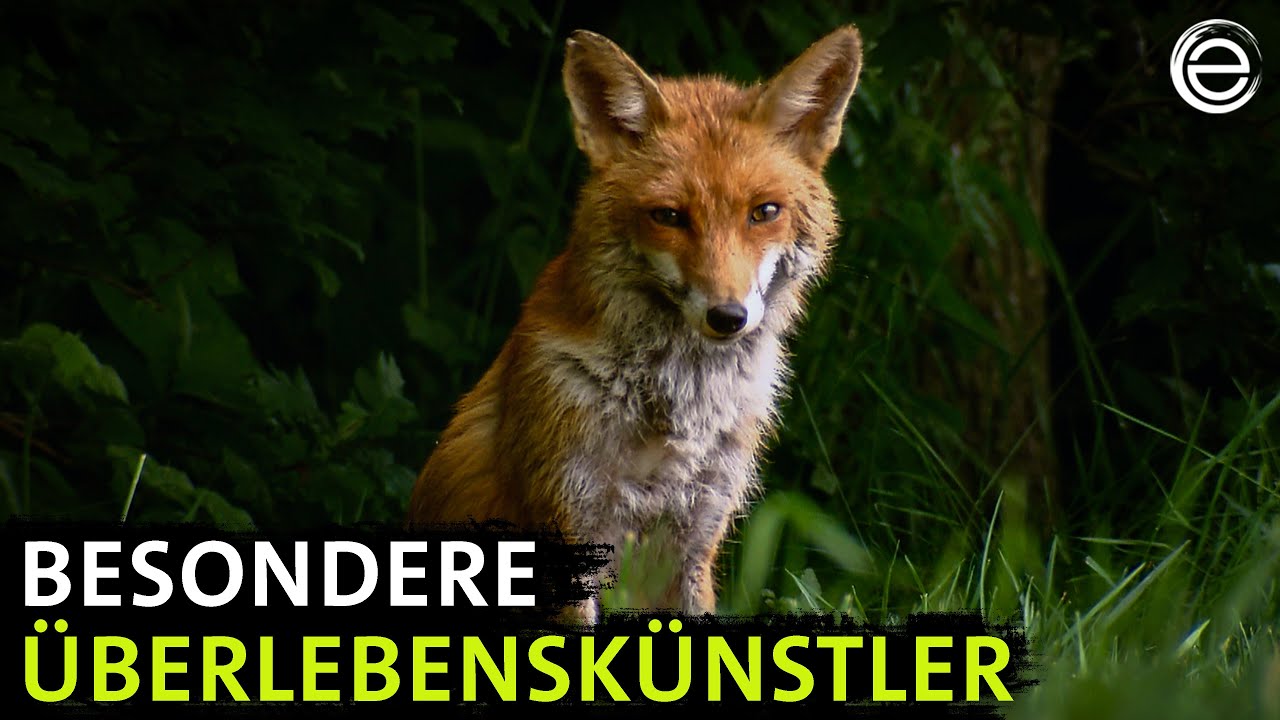 Video-Thumbnail von YouTube