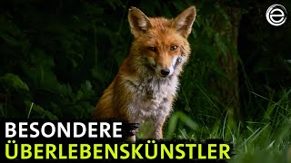 Video-Thumbnail von YouTube