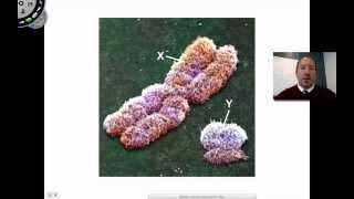 Homologous Chromosomes