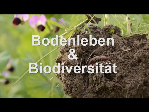 TerraLife Zwischenfruchtmischungen - Mehr als Greening