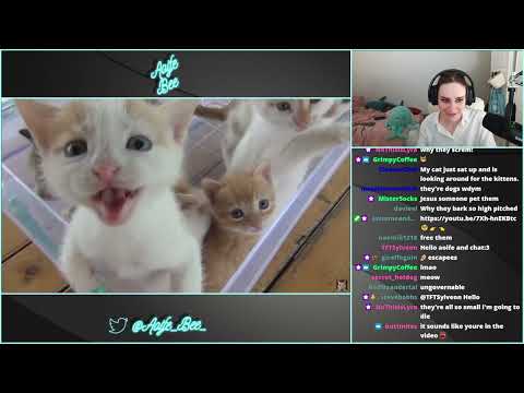 Aoife reacts to adorable kittens