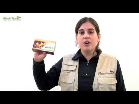 Cápsulas Maca Andina Ecológica 500 mg Marnys, 60 unidades