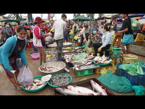 The Second Site Chhbar Ampov Distribute Dry Fish, Alive Fish & Sea Food - Morning Fish Market Scene